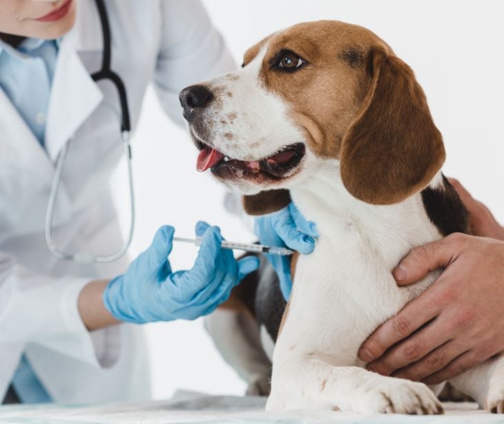 veterinarian giving dog a shot