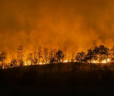 Image of fire in a forest. 