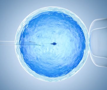 IVF treatment ovum with needle