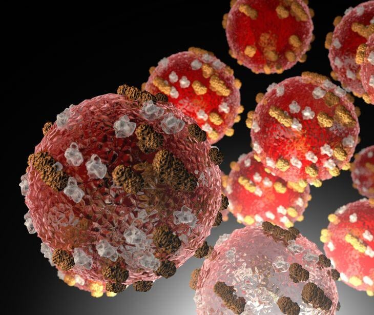 measles virus cells