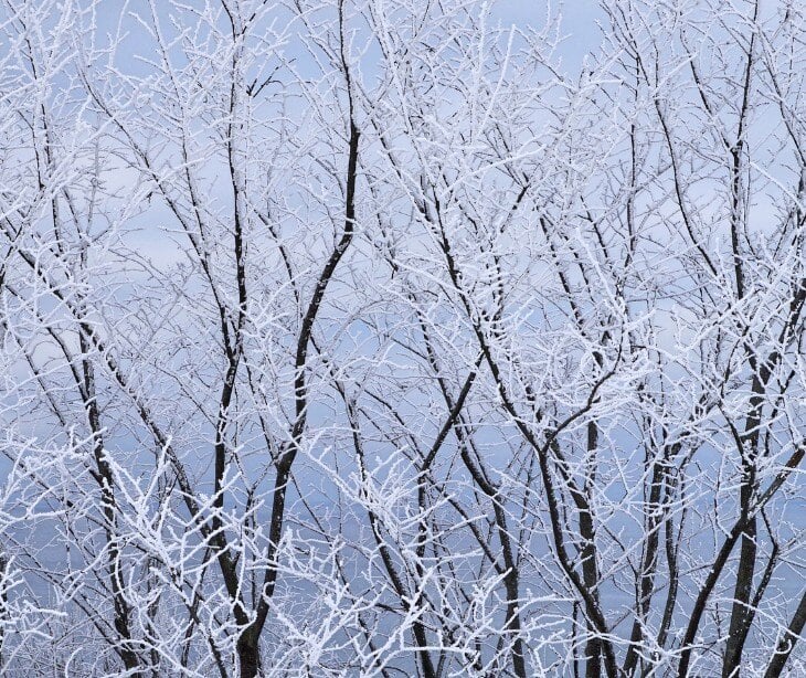 Image of winter trees