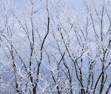 Image of winter trees